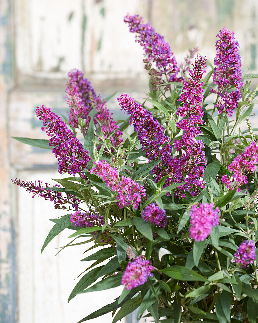 Schmetterlingsflieder (Buddleja davidii) 'Butterfly Towers'