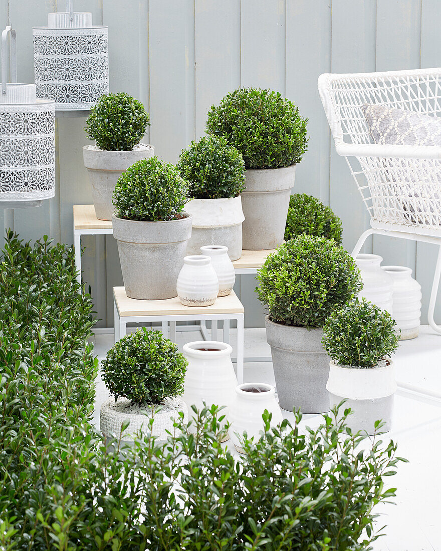 Ilex crenata LUXUS® collection