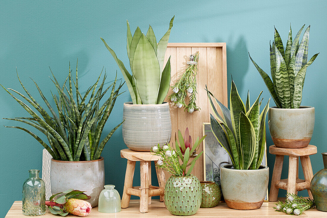 Sansevieria collection