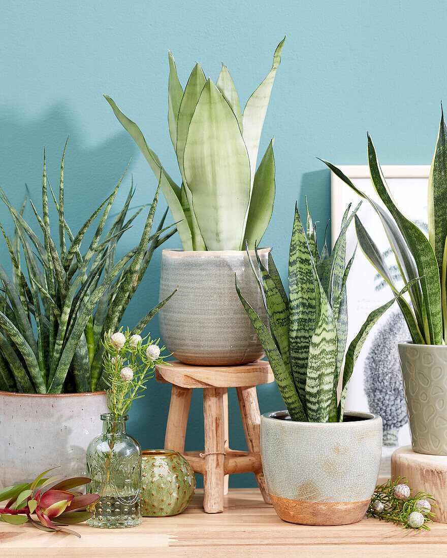 Sansevieria collection