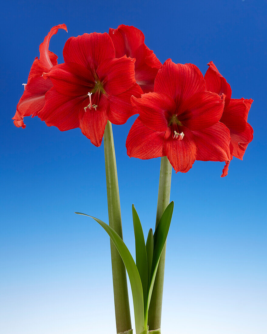 Ritterstern (Hippeastrum) 'Red Tiger'