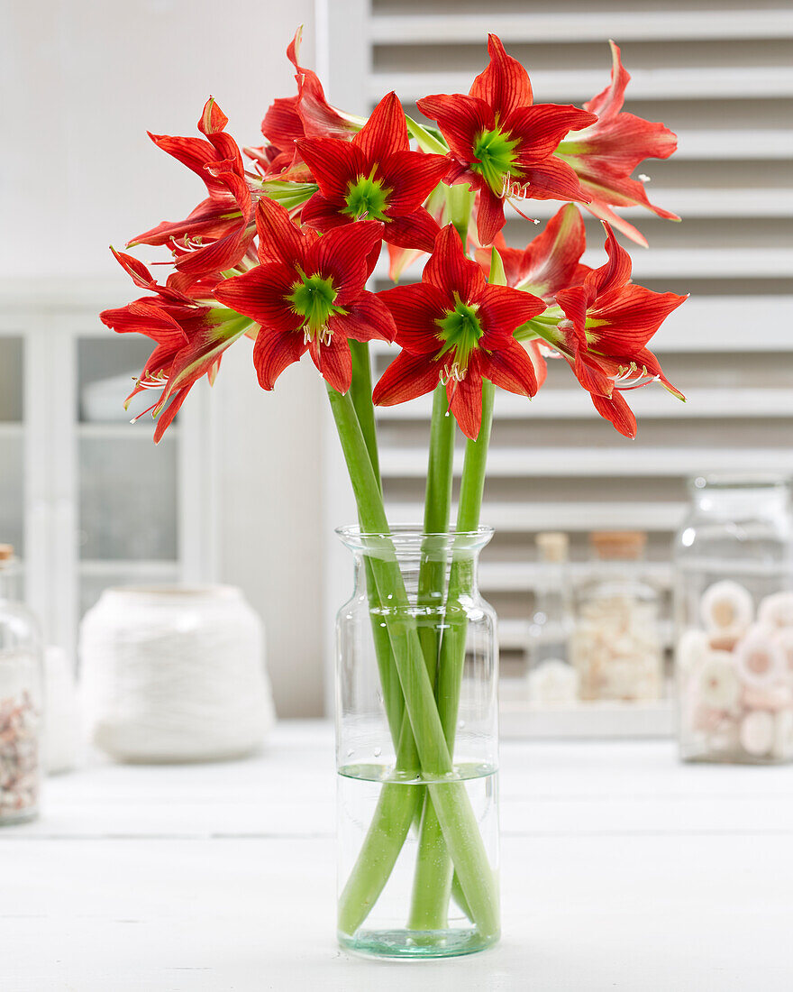 Hippeastrum Red Beauty