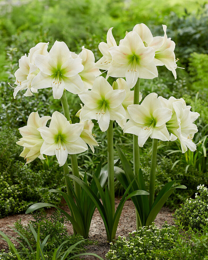 Ritterstern (Hippeastrum) 'Mount Everest'