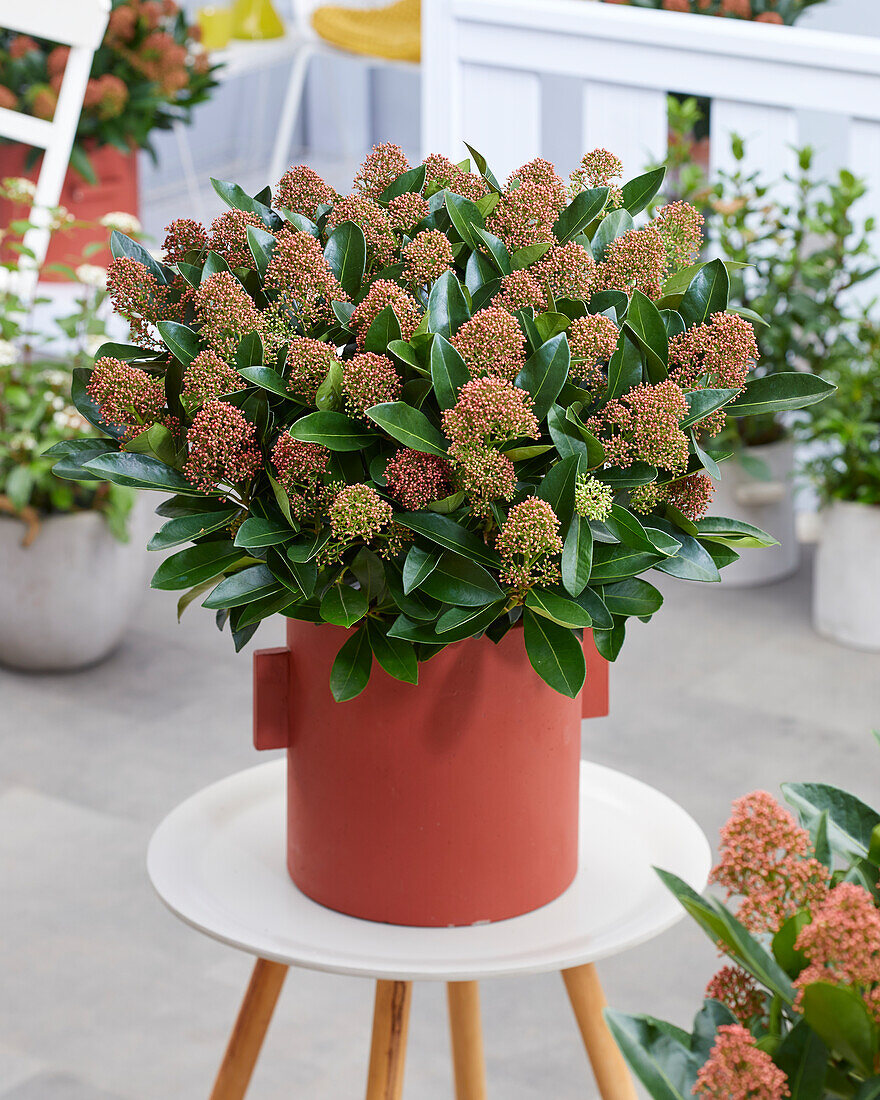 Japanische Skimmie (Skimmia japonica) 'Miracle ®'