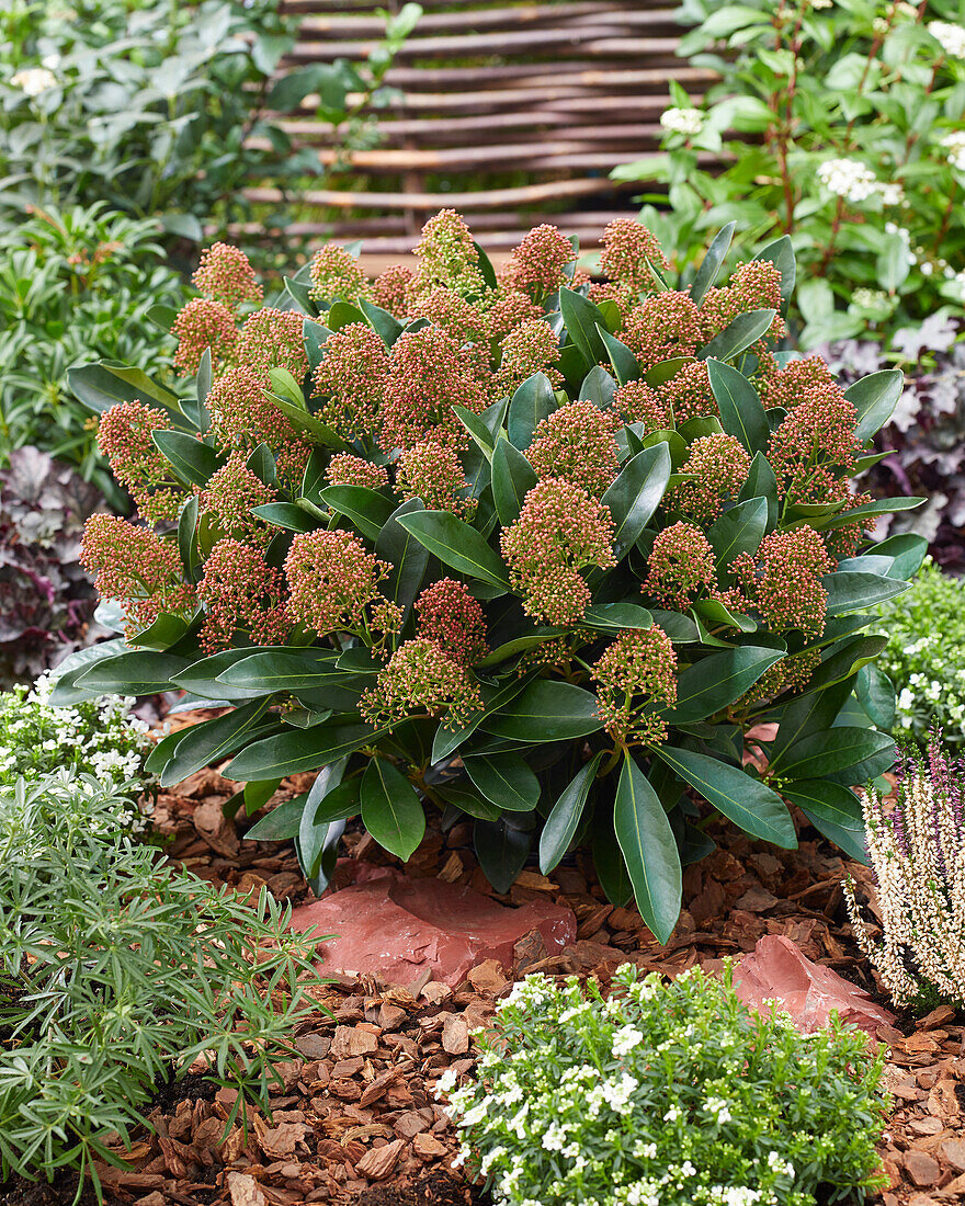 Japanische Skimmie (Skimmia japonica) 'Miracle ®'