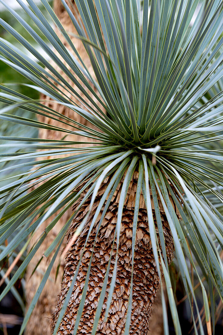 Bllaublättrige Palmlilie (Yucca rostrata)