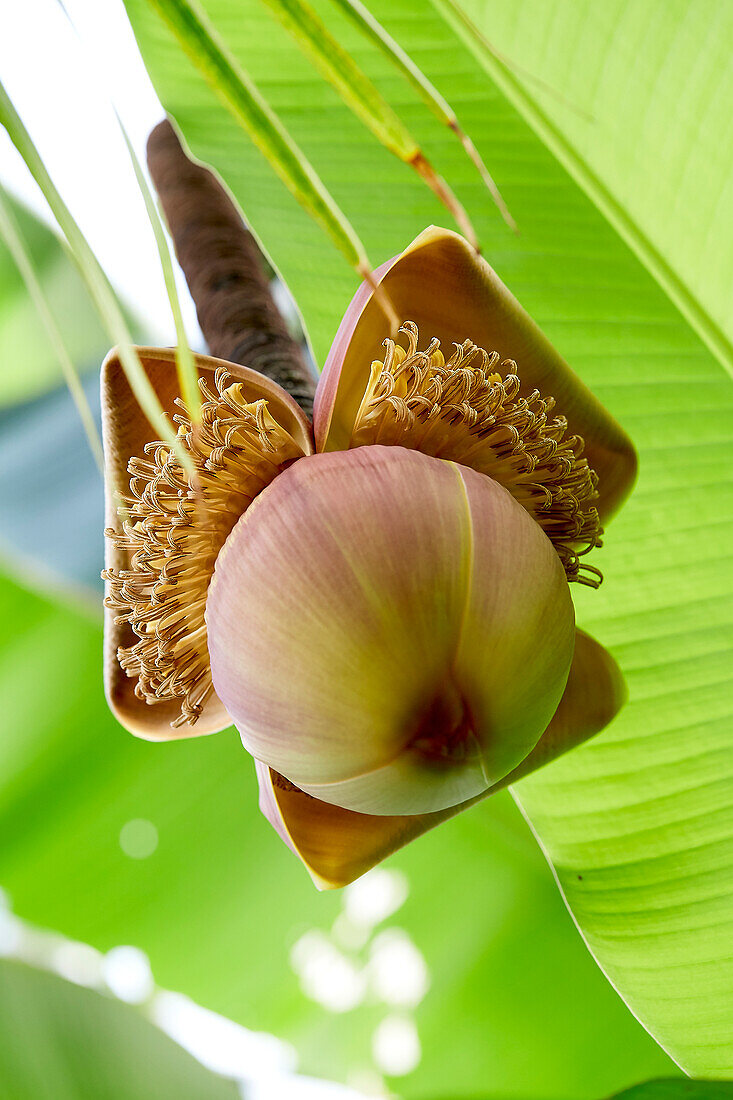 Musa x paradisiaca