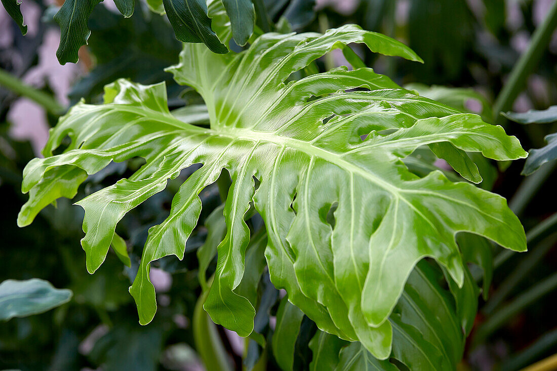 Philodendron Xanadu