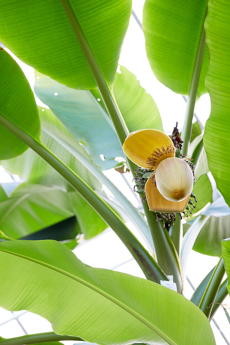 Dessertbanane (Musa x paradisiaca)