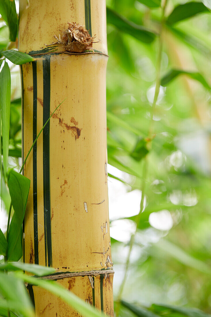 Zimmerbambus (Bambusa vulgaris)