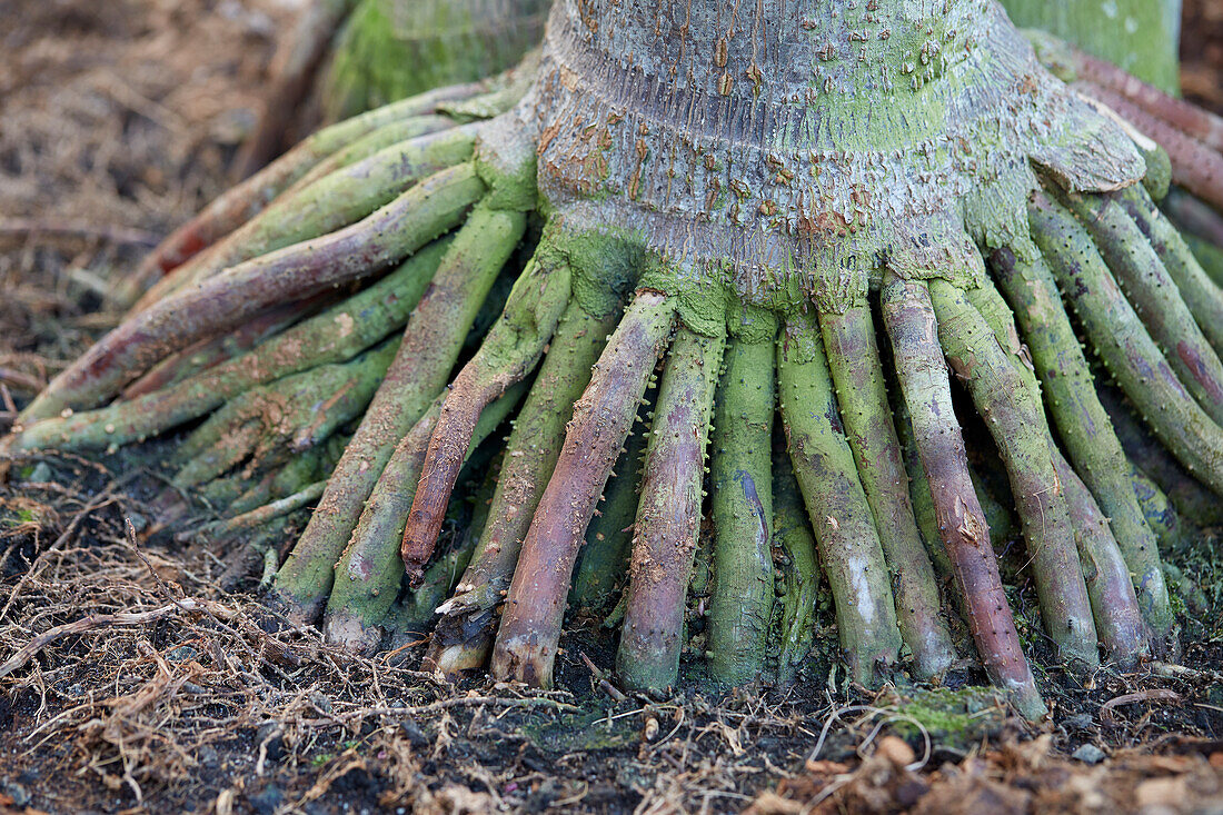 Areca catechu