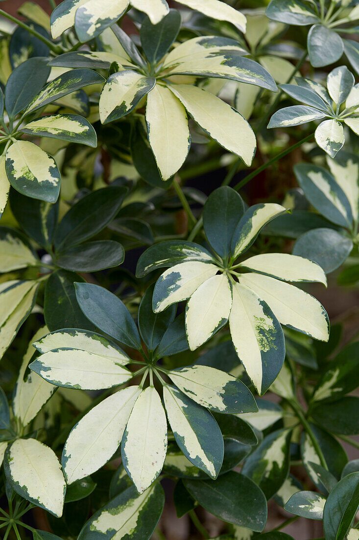 Schefflera Trinette