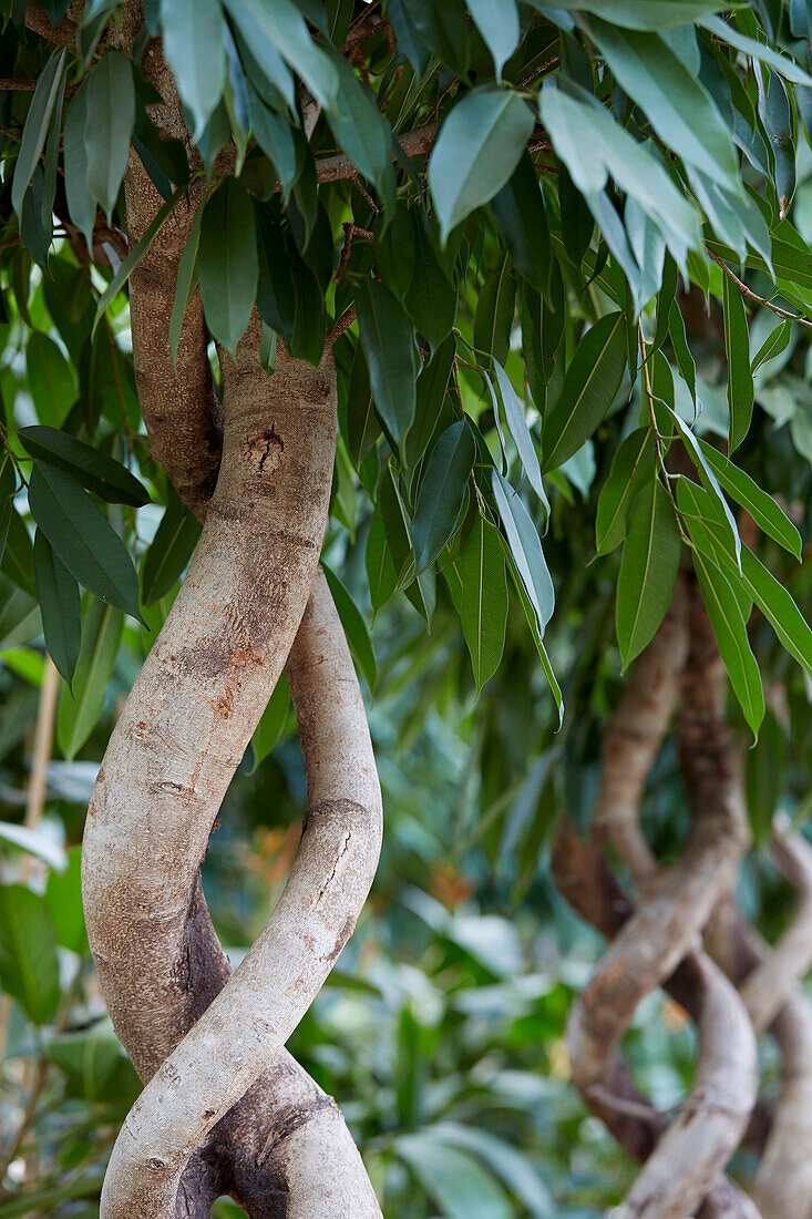 Birkenfeige (Ficus benjamina) 'Amstel King'