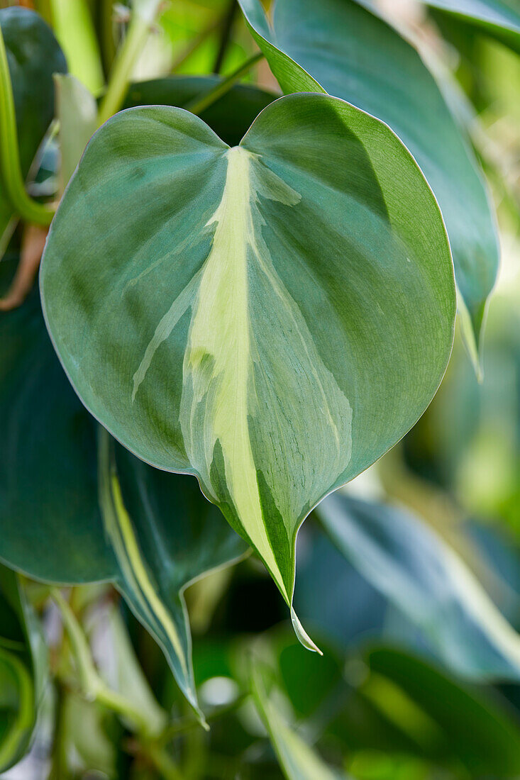 Kletter-Philodendron (Philodendron scandens) 'Brazil'