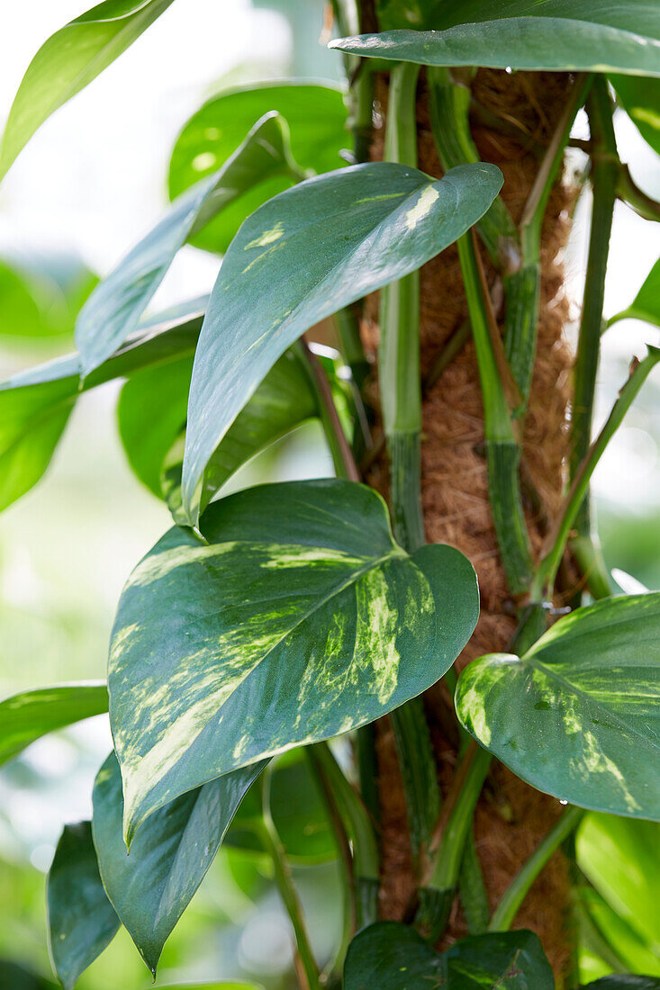 Philodendron scandens Brazil