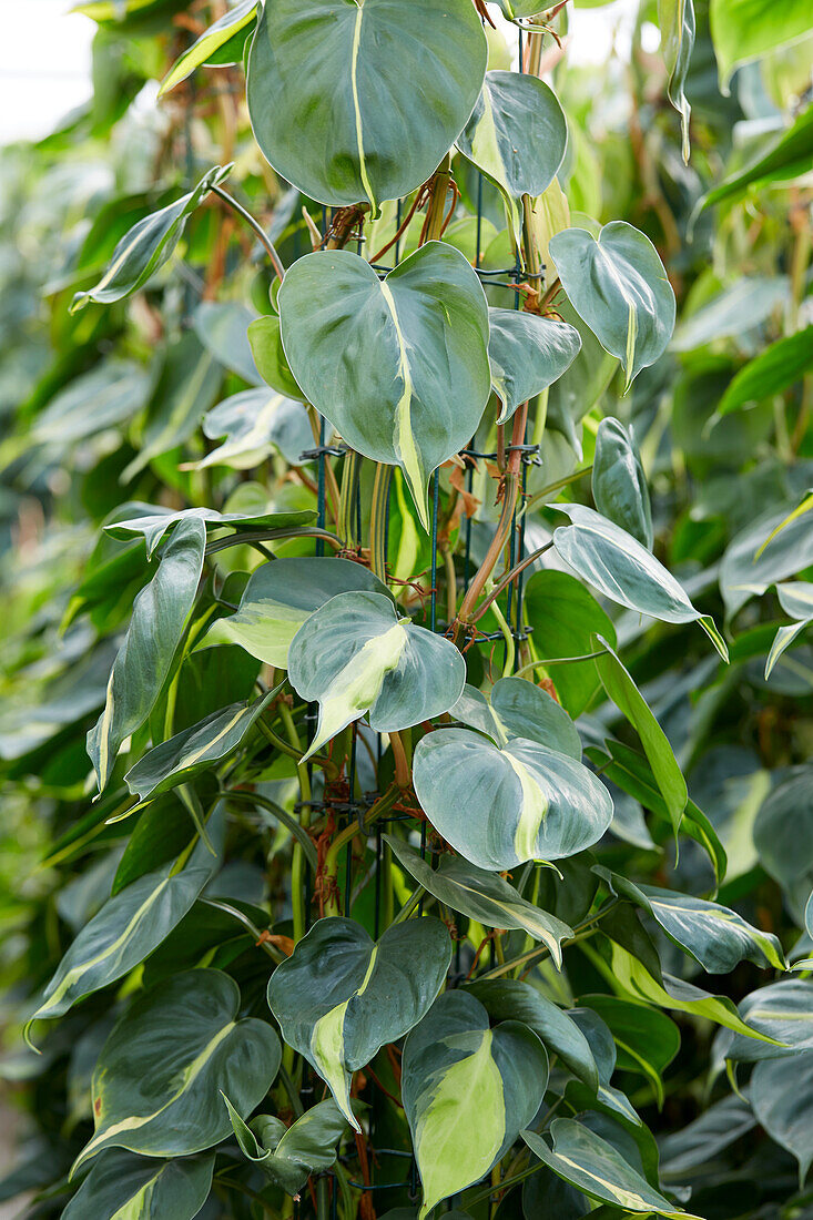 Philodendron scandens Brazil