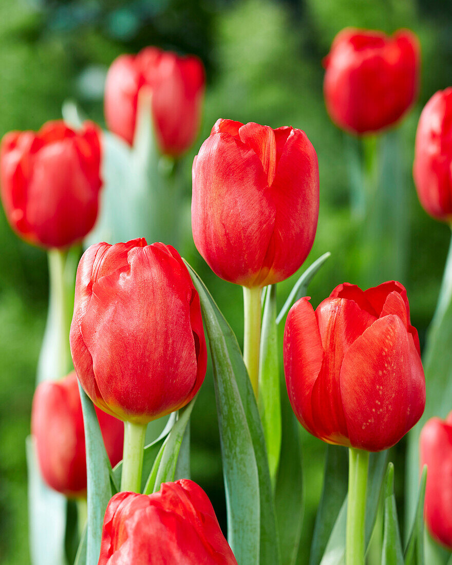 Tulipa Alcatraz