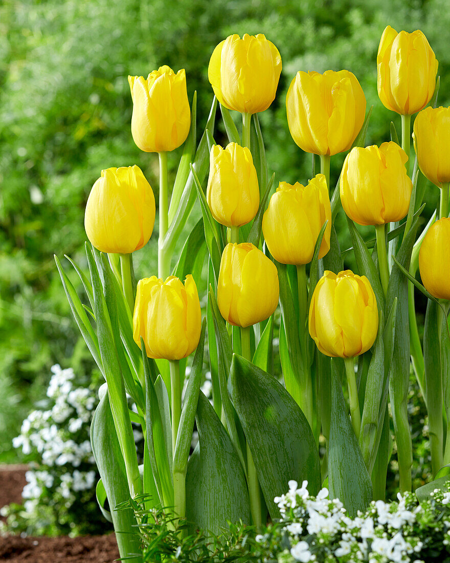 Tulpe (Tulipa) 'Fort Knox'