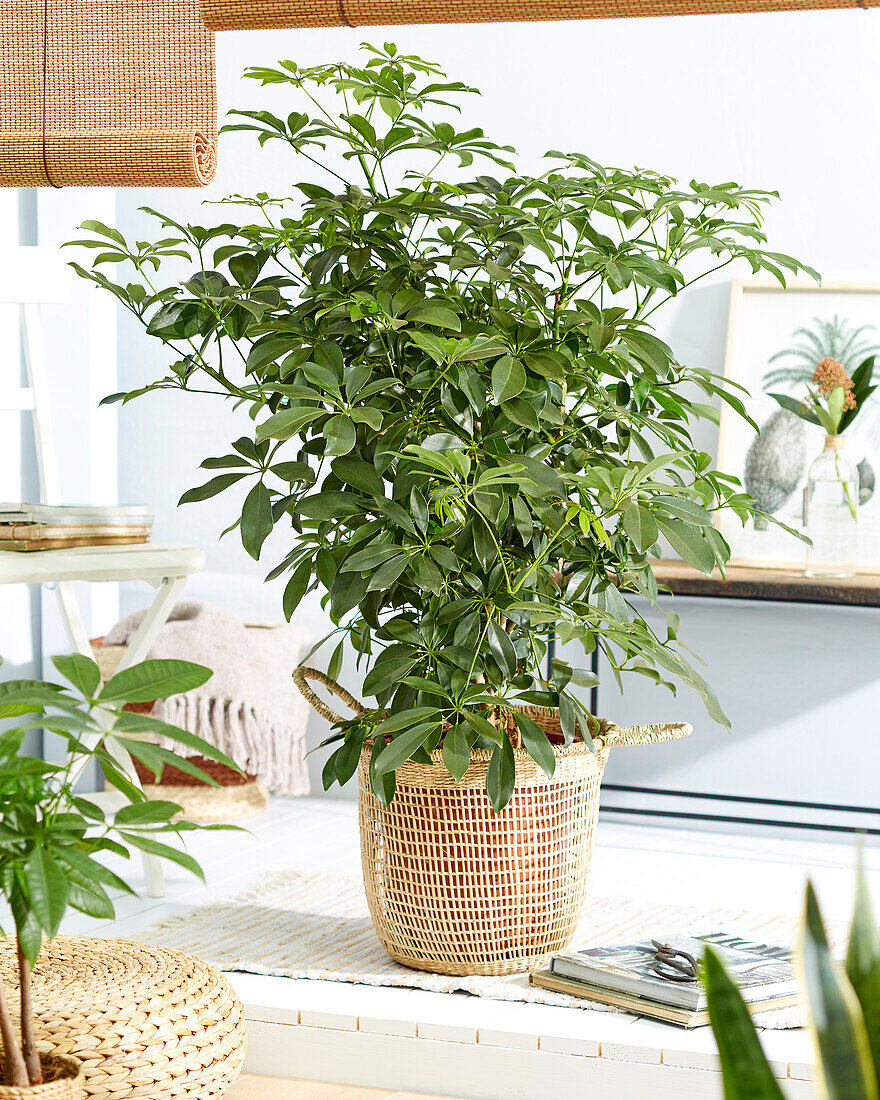 Schefflera Compacta