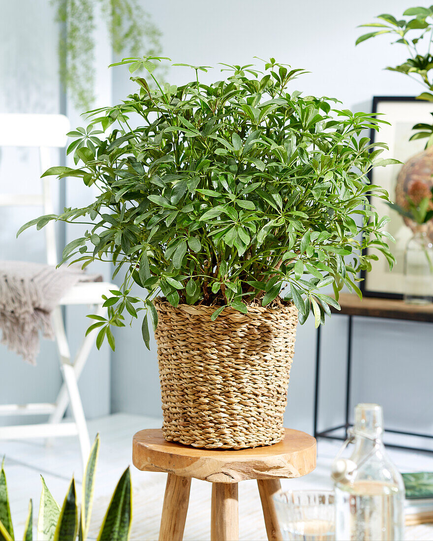 Strahlenaralie (Schefflera)