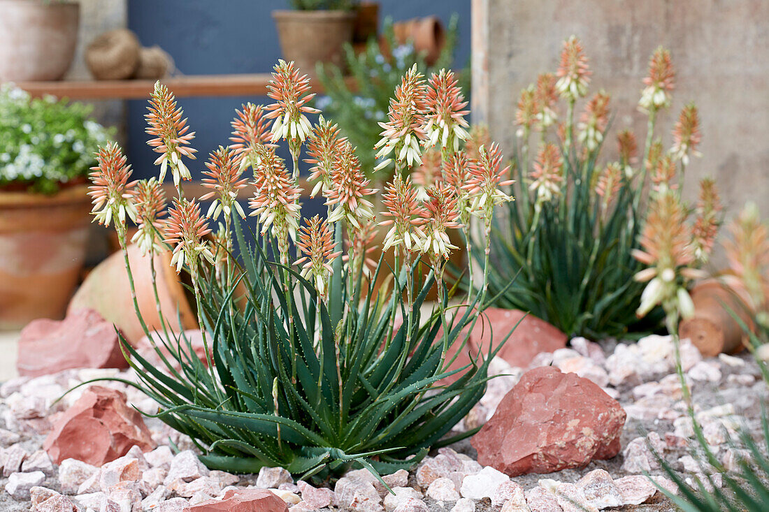 Aloe 'Safari Sunrise'