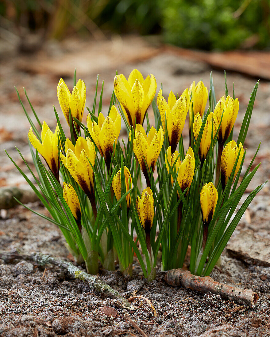 Taschkent-Krokus (Crocus korolkowii)