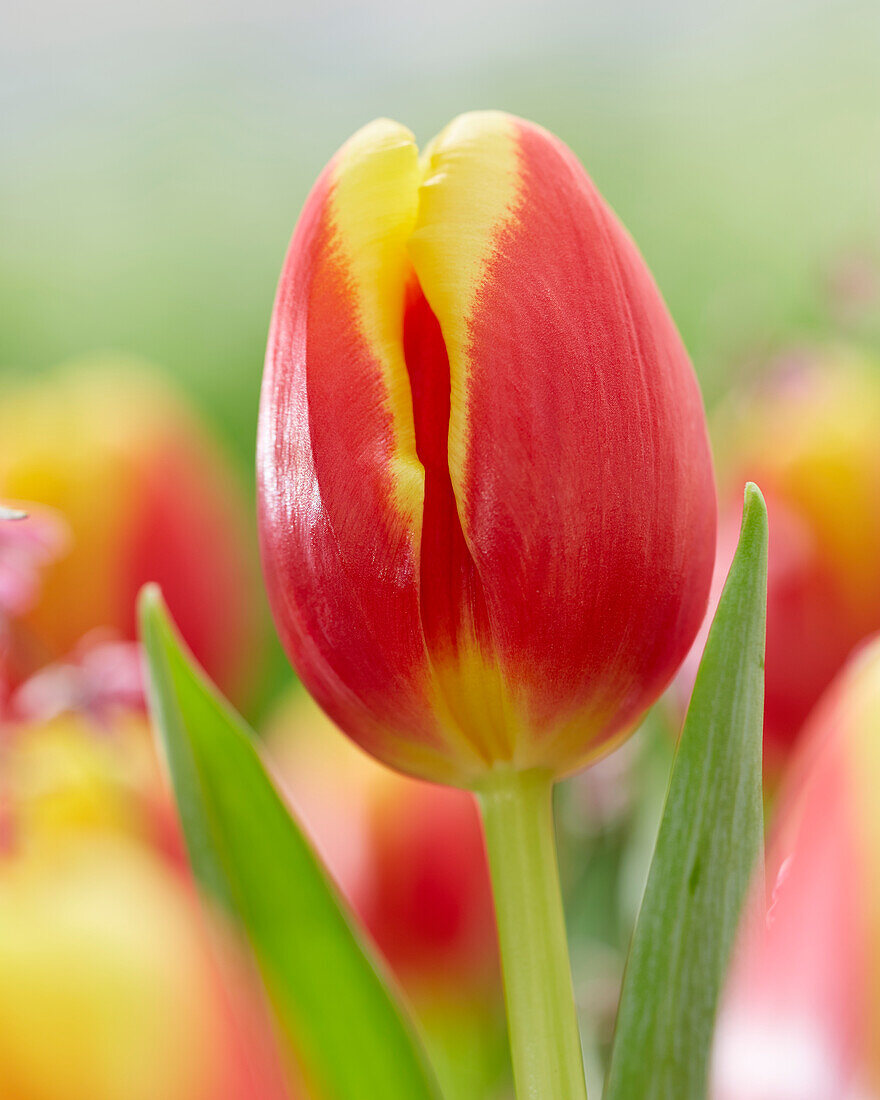 Tulpe (Tulipa) 'Denmark'