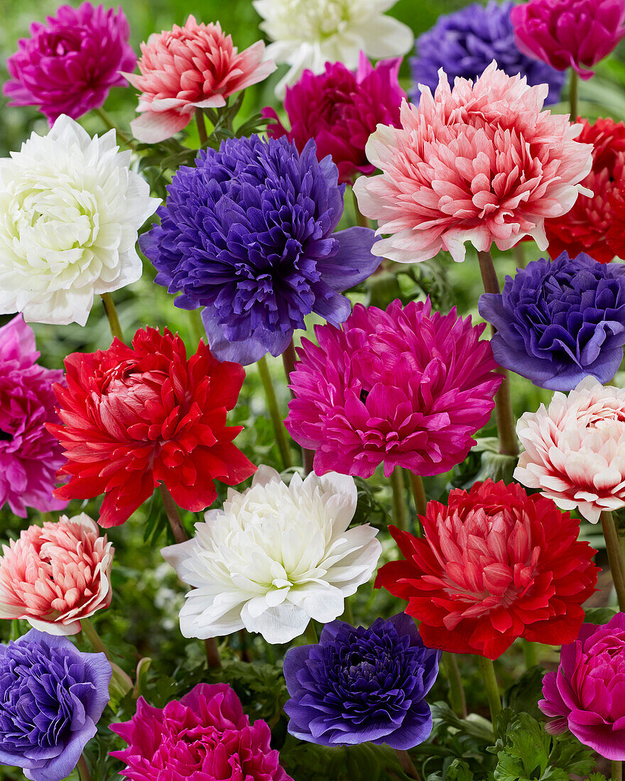 Anemone Full-Star Red, Blue, Albino, Pink and Red-White