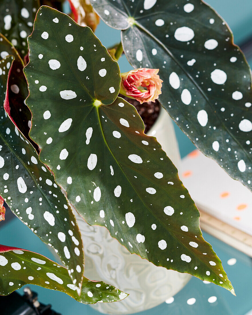 Begonia maculata Wightii