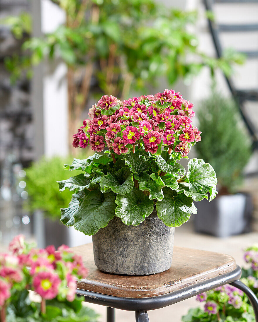 Primel (Primula) 'Pricanto Red'