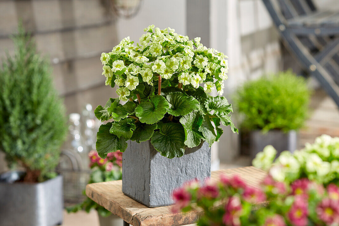 Primula Pricanto Lime