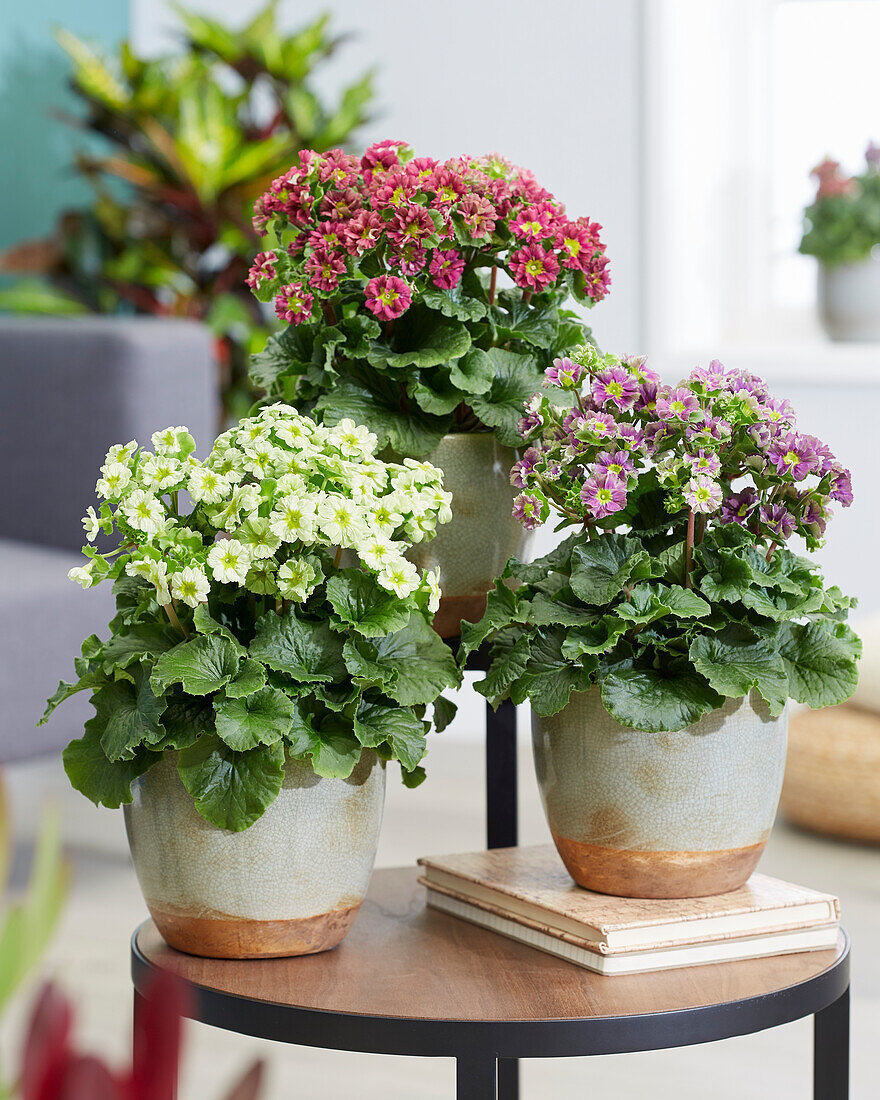 Primula Pricanto Red, Blue and Lime