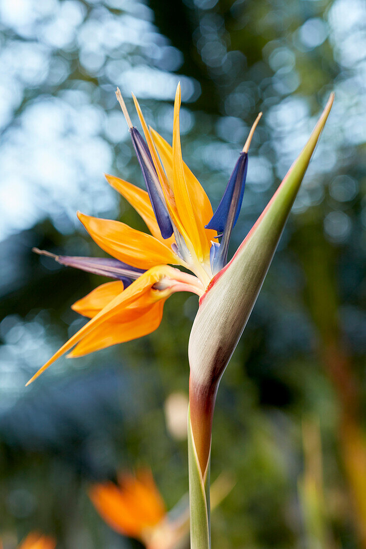 Paradiesvogelblume (Strelitzia reginae)