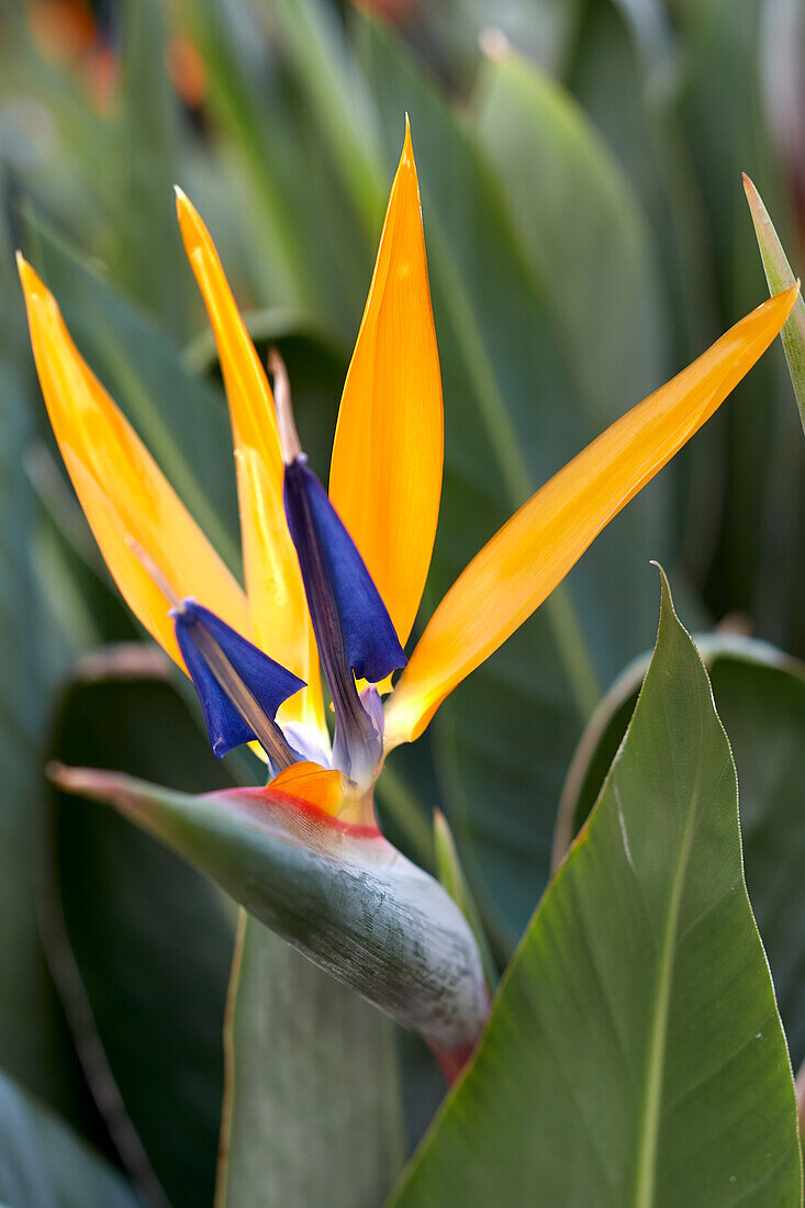 Paradiesvogelblume (Strelitzia reginae)