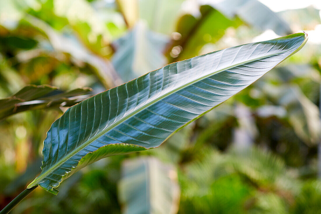 Paradiesvogelblume (Strelitzia reginae)