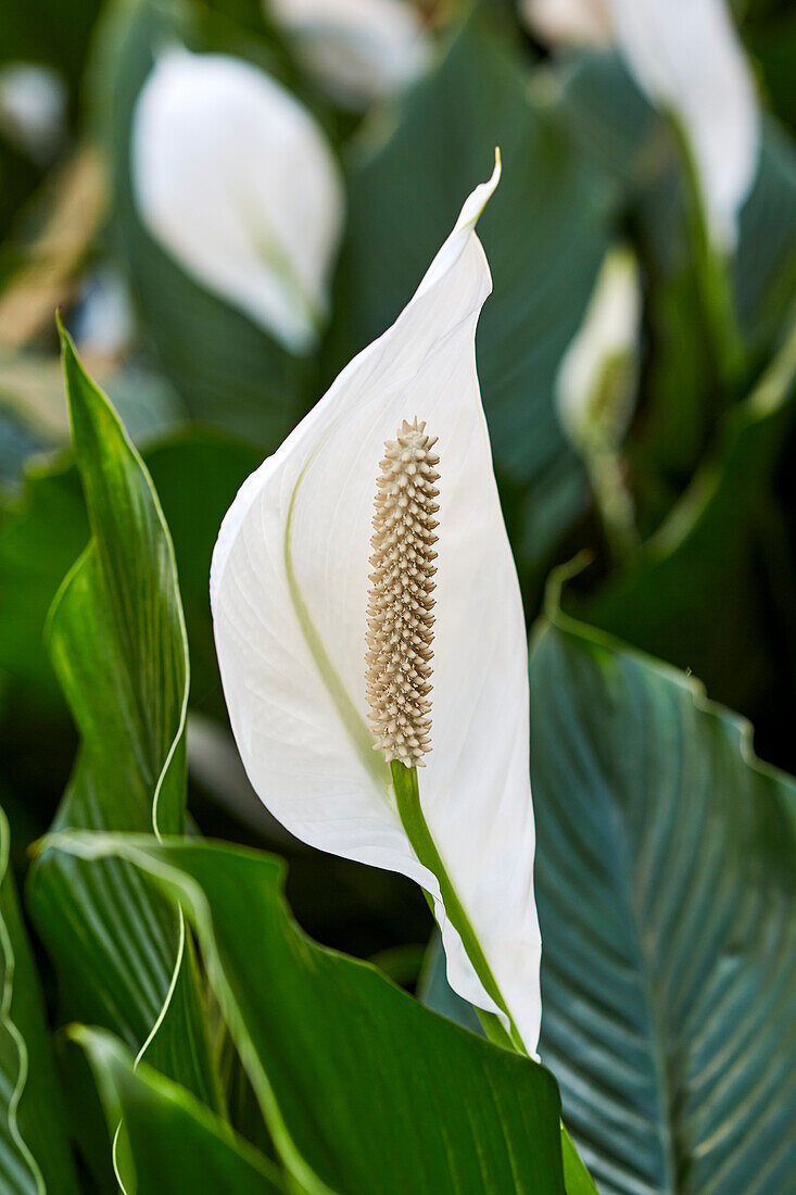 Spathiphyllum Sweet Lauretta