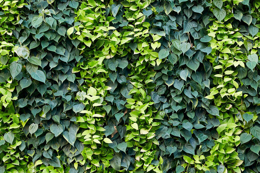 Philodendron scandens, Epipremnum Golden Pothos