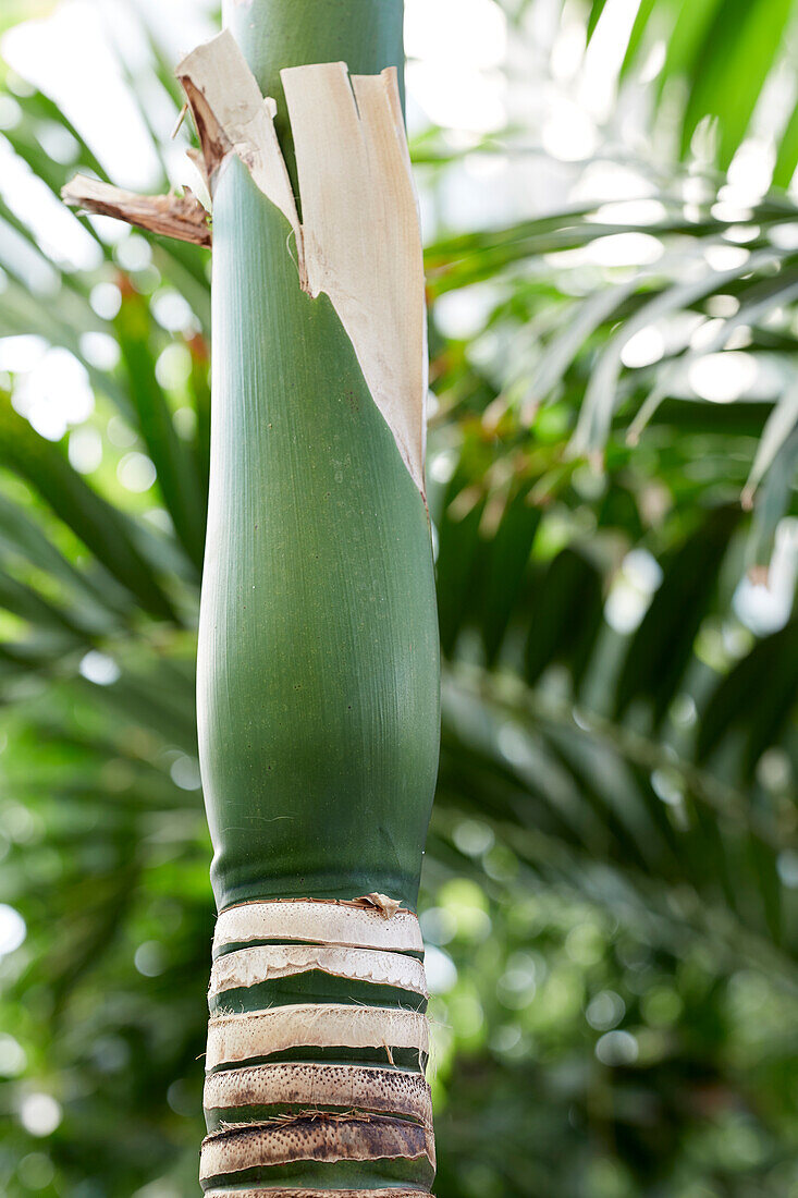 Betelnusspalme (Areca catechu)