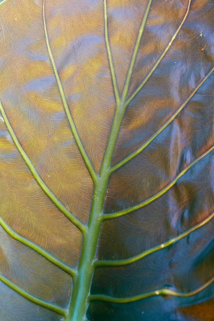 Alocasia macrorrhiza