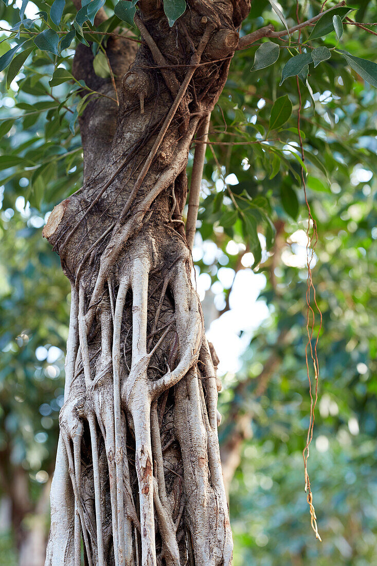 Birkenfeige (Ficus benjamina)'Nitida'