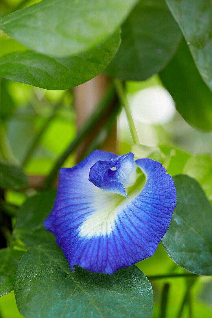 Blaue Klitorie (Clitoria ternatea)