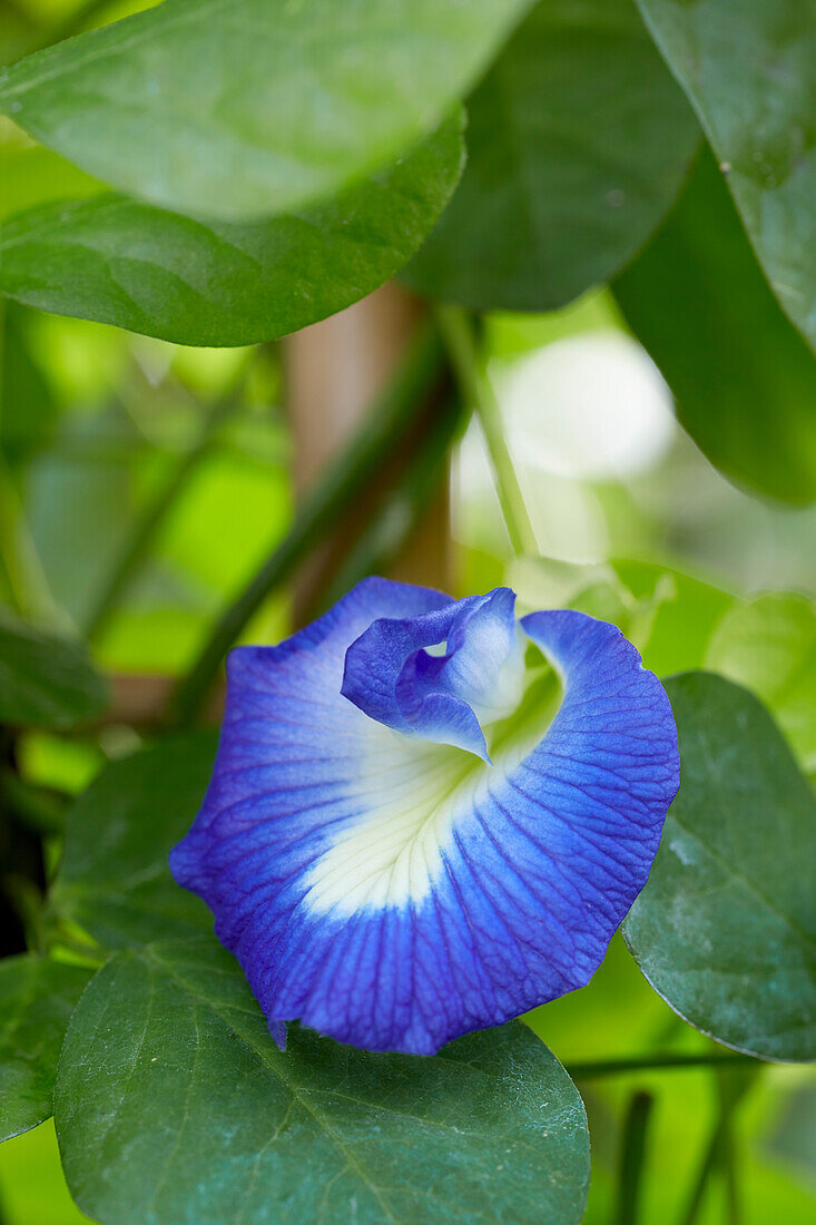 Clitoria ternatea