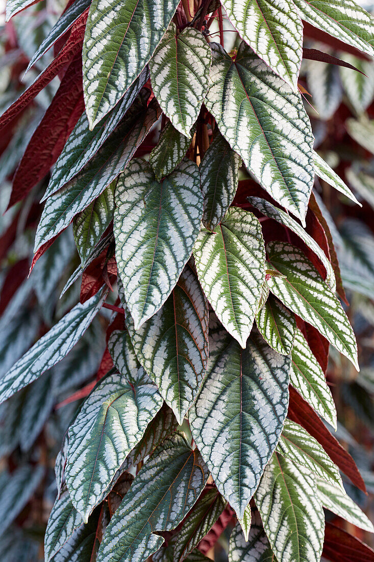 Cissus discolor