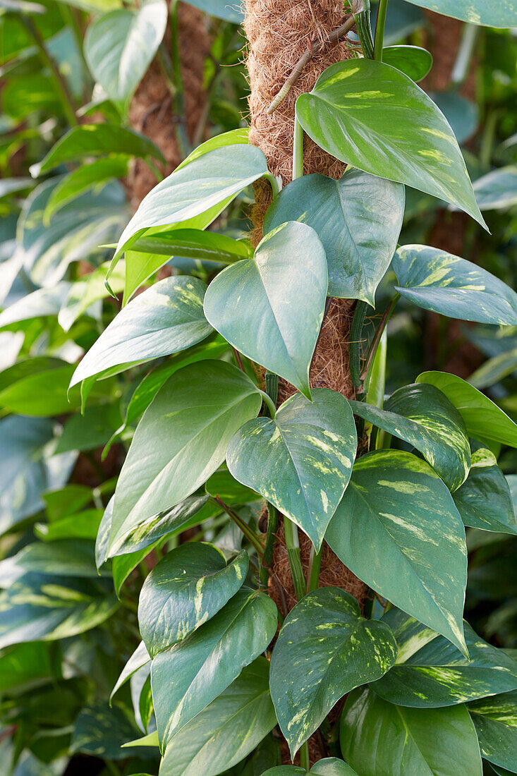 Goldene Efeutute (Epipremnum aureum)