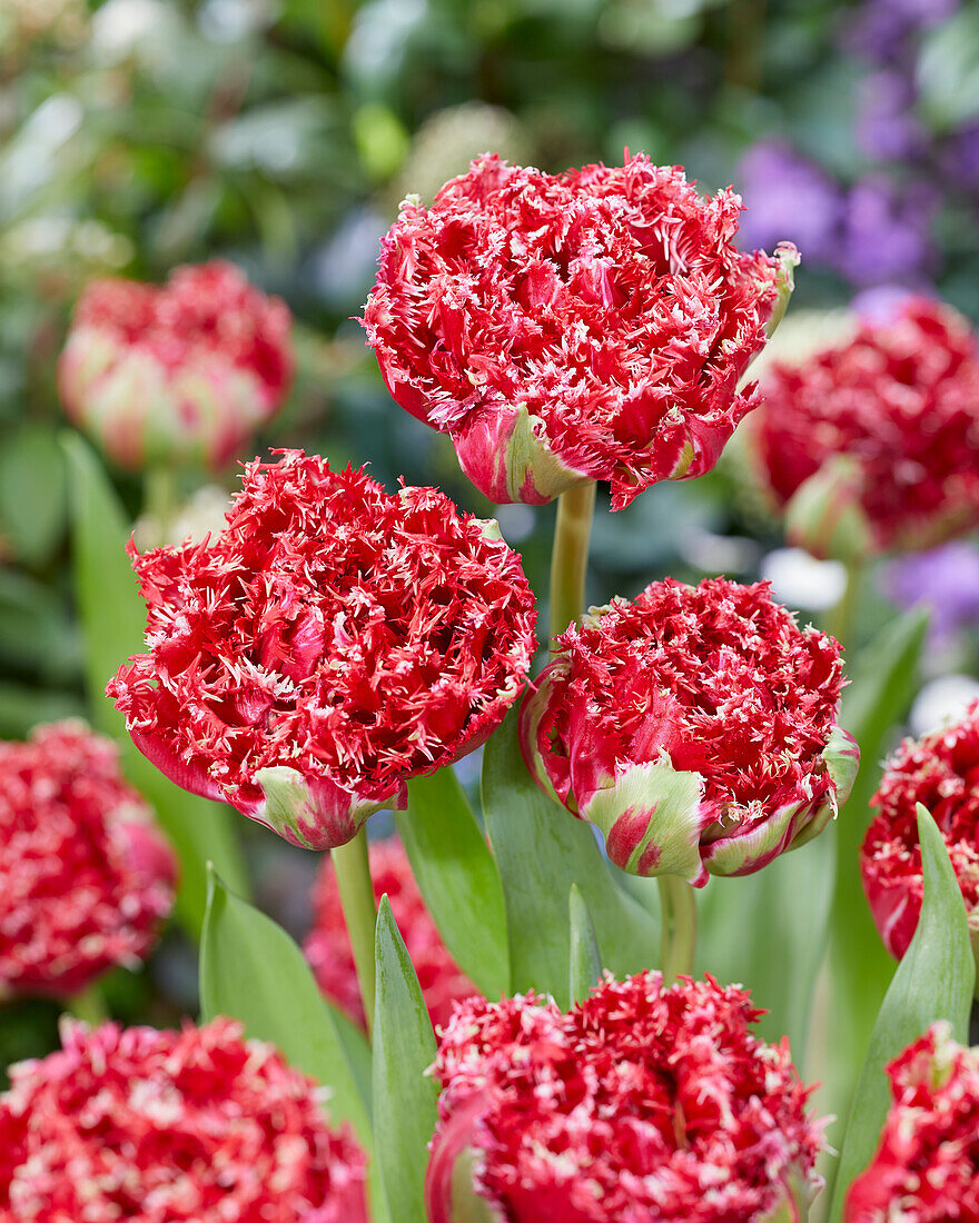 Tulipa Qatar