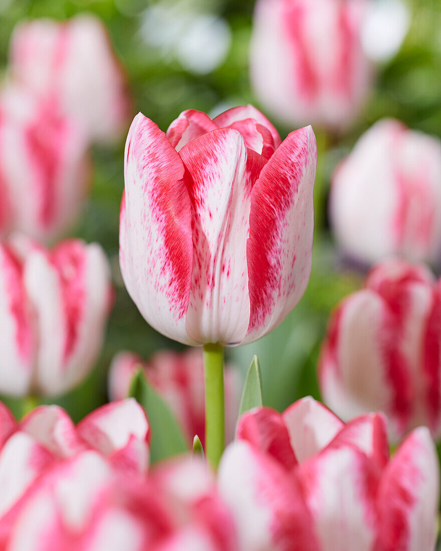 Tulpe (Tulipa) 'Eline'