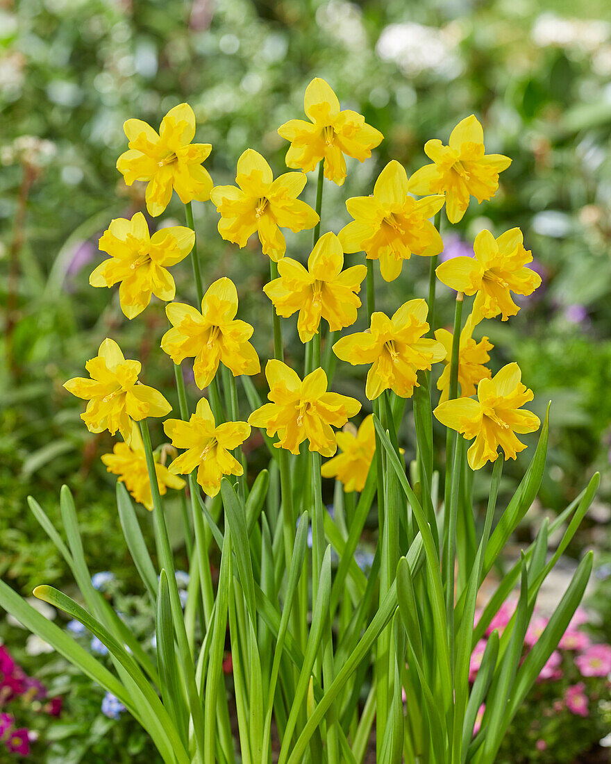 Narcissus Winters Starlet