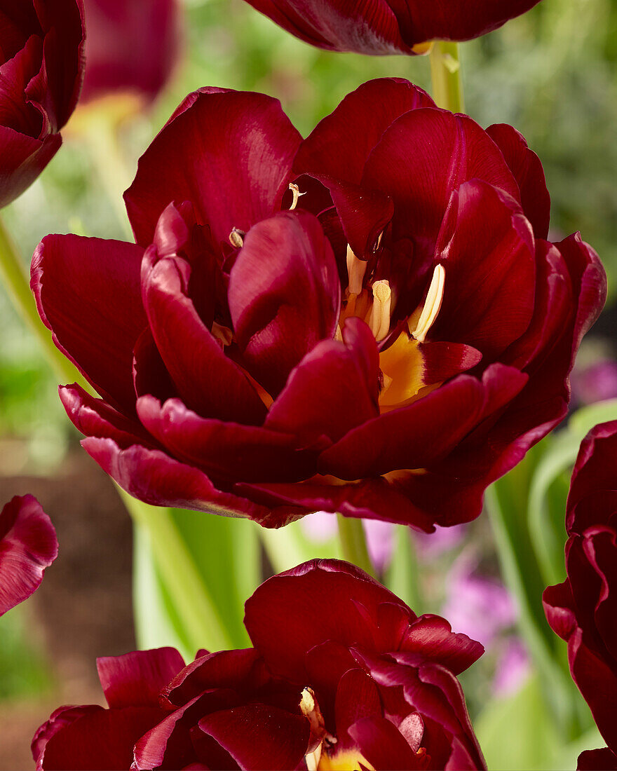 Tulpe (Tulipa) 'Jinan'