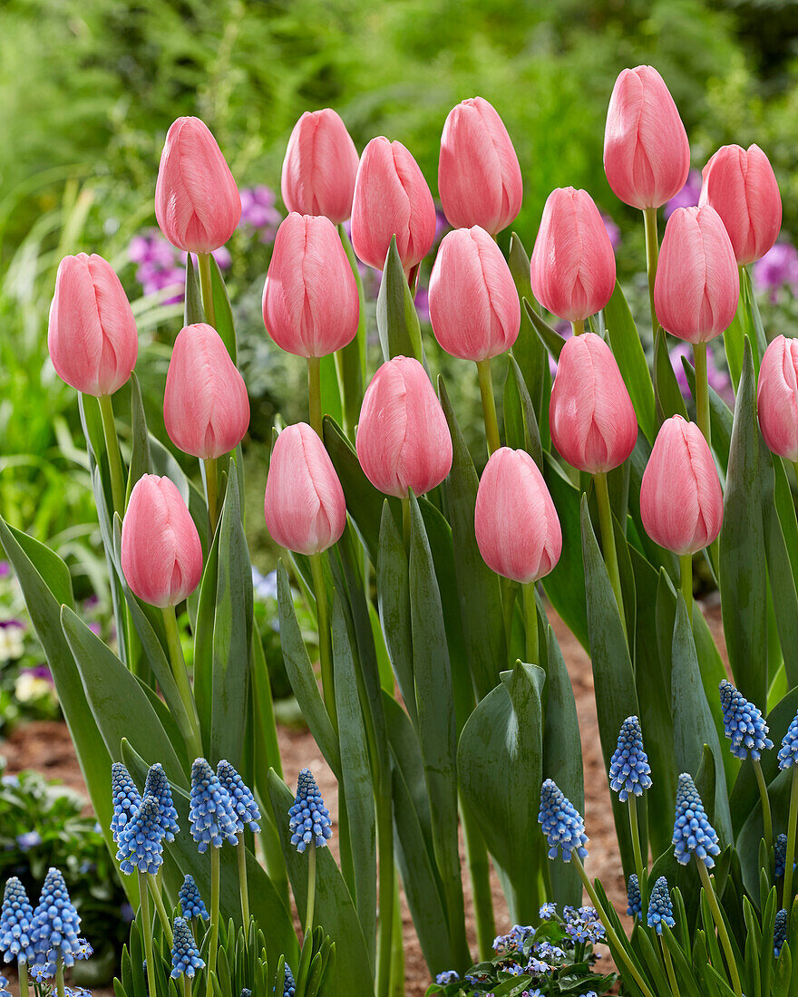 Tulpe (Tulipa) 'Sissi'