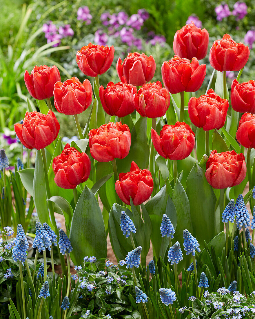 Tulpe (Tulipa) 'Mira'